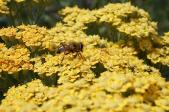 Blumengrüße