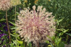Blumengrüße