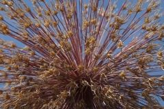 Blumengrüße