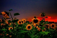Sonnenblumenacker