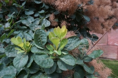 Blumengrüße