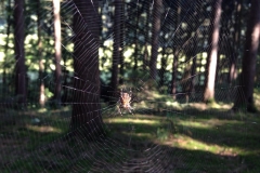 Im Netz!