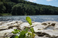 An der Donau