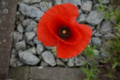 Blumengrüße - In den Gleisen