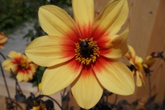 Blumengrüße
