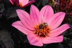 Bienenplatz