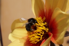 Geküsste Blume
