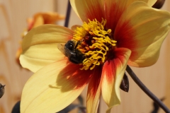 Geküsste Blume