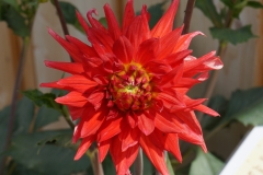 Blumengrüße