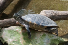 Schildkröte