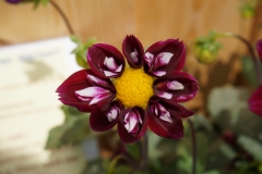 Blumengrüße