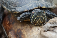 Schildkröte face to face