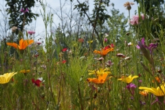 Wiesenwelt
