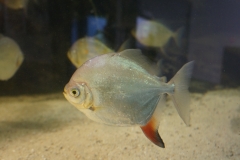 Fischglanz