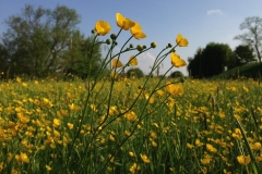 Dotterwiese