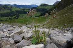 Mauerblümchen