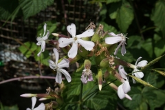 Blumengrüße