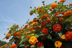 Blumengrüße