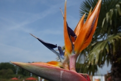 Blumengrüße