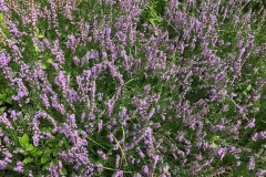 Krautsalat