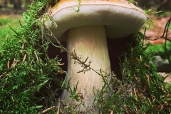 Steinpilz-König