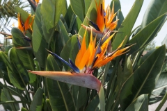 Blumengrüße