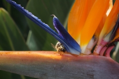 Blumengrüße
