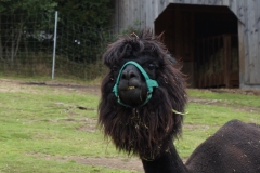 Guckst du!