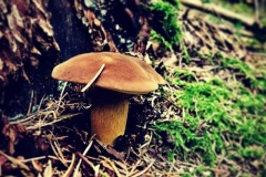 So ein Pilz
