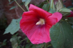 Blumengrüße