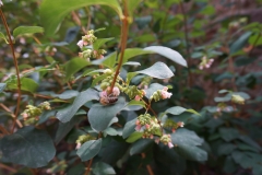 Blumengrüße