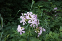 Blumengrüße