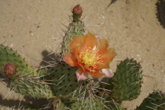 Kakteenblüte