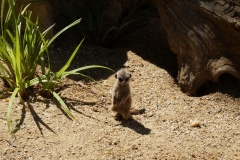 Erdmännchen Posing
