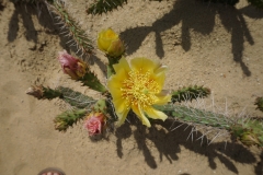 Kakteenblüte