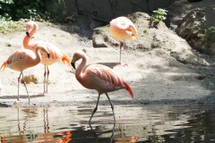 Flamingoparade
