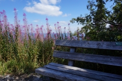 Blumengrüße - Am Arber