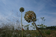Blumengrüße