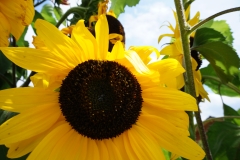 Sonnenblume