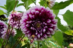 Blumengrüße