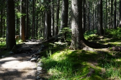Im Wald