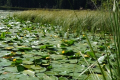 Arbersee