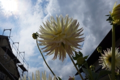 Blumengrüße