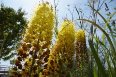 Blumengrüße