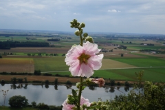 Blumengrüße - Bogenberg
