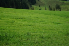 Im Grünen