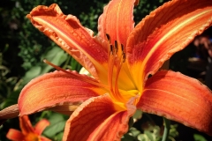 Blumengrüße