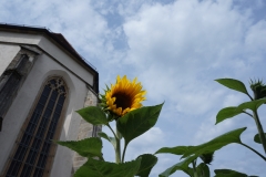 Blumengrüße