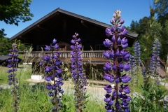 Blumengrüße