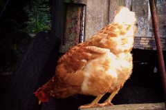 So ein Huhn!